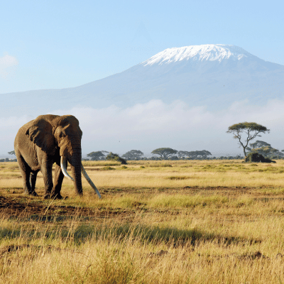 Africa Tour Packages from Nepal